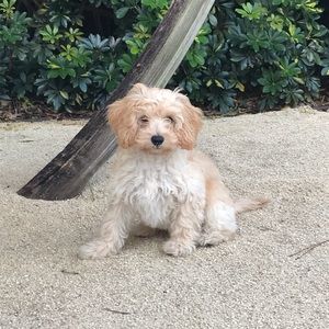 Meet your Posher, Diana